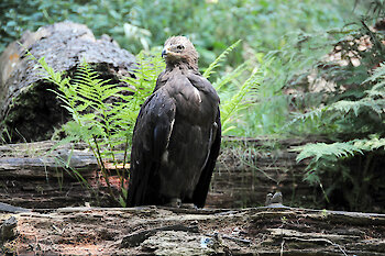 Wildvögel im Nationalpark Bayerischer Wald